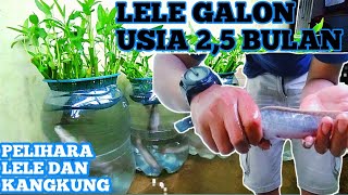 EXPERIMEN ORANG GABUT updet perkembangan lele galon usia 10 minggu [upl. by Ecirtemed200]