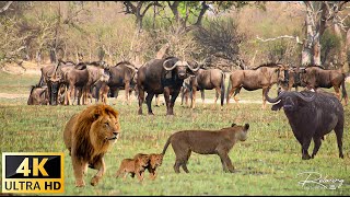 4K African Animals Samburu National Park Kenya African Animals  With Real Sounds in Video 4K [upl. by Biagio]