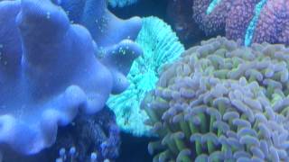 What to do about Flatworms on your coral [upl. by Nerahs]