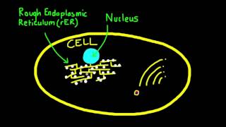 247 Explain how vesicles are used to transport materials within a cell [upl. by Osborne]