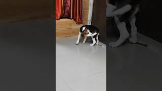 Dog Funny Short  Beagle Spinning  Funny pet dog doglover funny pets [upl. by Munroe]