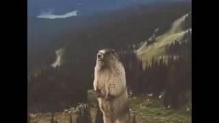 Marmotta che urla  marmot screaming [upl. by Kyle536]