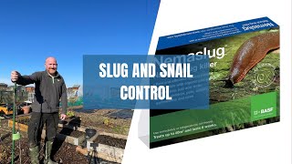 Proven Slug Control Method  Nemaslug  Nematodes  How to Control Slugs [upl. by Yerdua]