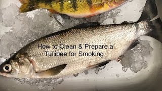 How to Clean amp Prepare a Tullibee  Whitefish for Smoking [upl. by Daht]