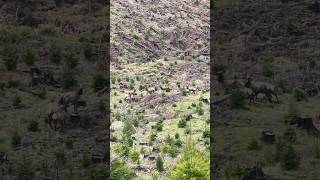 Elk Herd Oregon hunting wildlife elkhunting [upl. by Nnaeilsel]