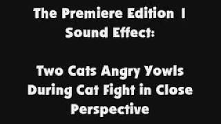 The Premiere Edition 1 SFX Two Cats Angry Yowls During Cat Fight Close Perspective [upl. by Catarina275]