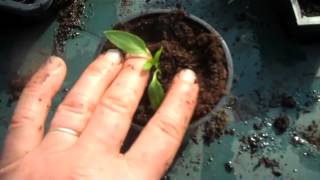 Restoring etiolated chilli seedlings back to health [upl. by Lienet921]