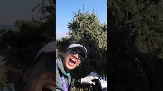 What happens to Christmas trees after Christmas in Louisiana coastal engineering sustainability [upl. by Dorcea864]