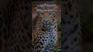 പുലിയുടെ ആക്രമണം leopard leopard2 leopardattack puli tiger tigerattitude tiger3 tigers wild [upl. by Naivad]