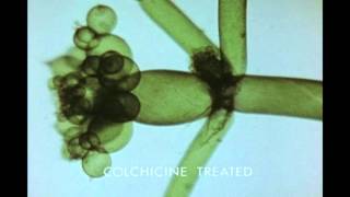 11 Growth and Morphogenesis of a Plant Cell Nitella axillaris [upl. by Raphaela]