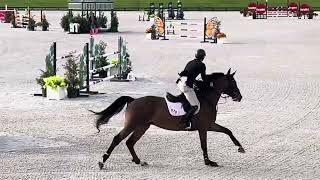 Major Star Double Clear First Place 7 Year Old Young Horse Class HITS Ocala March 7 2024 [upl. by Seymour597]