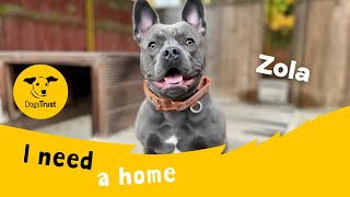 Zola the beautiful Crossbreed  Dogs Trust Glasgow [upl. by Goodyear483]