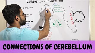 CONNECTIONS OF CEREBELLUM  NEUROANATOMY OF CEREBELLUM PART 3 [upl. by Currie]