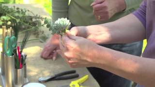 Creating a succulent corsage or boutonniere [upl. by Neltiak]