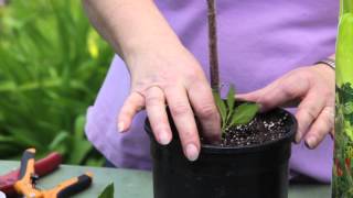 How to Grow Forsythia From Plant Cuttings  Grow Guru [upl. by Tigdirb]