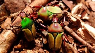 Eudicella Cyprolais loricata  Rosenkäfer  Flower Beetle [upl. by Jovia]