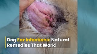 Dog Ear Infections DIY Remedies That Work [upl. by Alleuol]