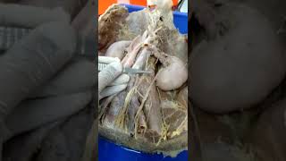 Abdominal Aorta and IVC practical Anatomy Class for 1st MBBS [upl. by Inaniel]