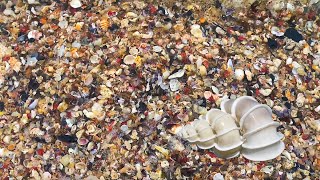 3 RARE 11000 WENTLETRAP SHELLS FOUND A 1 MILLION MICRO SEASHELL PILE AT THE BEACH IN AUSTRALIA [upl. by Atnek]