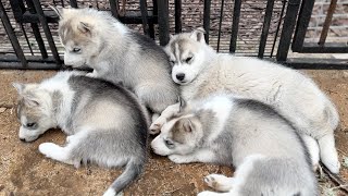 Visiting Cute Husky Puppies  My Dogs Avoid Meeting With Puppies [upl. by Akli]