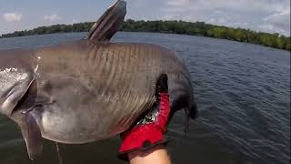 How to Catch Big Catfish In the Middle of the Afternoon [upl. by Valentino]