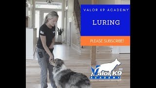 How to teach your dog luring  Valor K9 Academy [upl. by Eniladam]