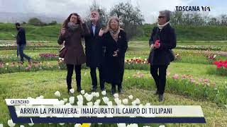 20240331 CALENZANO  ARRIVA LA PRIMAVERA INAUGURATO IL CAMPO DI TULIPANI [upl. by Dranyer]