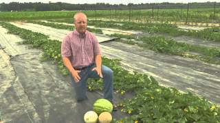 Growing Melons  From the Ground Up [upl. by Erhart]