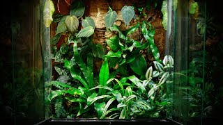 Rainforest Bioactive Terrarium Build quotFlying Frogsquot  Electra Snow [upl. by Enelegna]