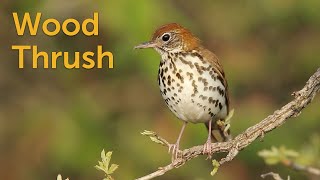 Wood Thrush Forest Flutist [upl. by Ynohtnacram]