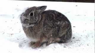 Eastern Cottontail Rabbit Leporidae Sylvilagus floridanus [upl. by Beaston]