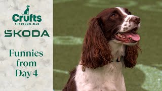 Were In Love  Crufts 2024 [upl. by Endaira]