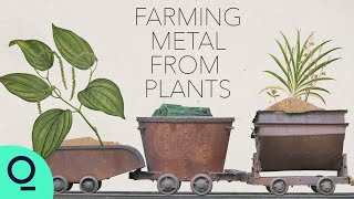 Could Plants Help Solve Our Addiction to Mining [upl. by Orms785]