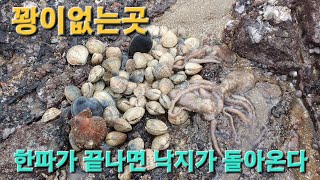 운동삼아 해루질가도 꽝이없는곳 낙지 개조개 살조개 해삼 해루질 가리비 [upl. by Beatrice232]