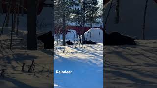 moose sweden exploring kiruna snow winter shortvideo reels youtubeshorts [upl. by Callery]