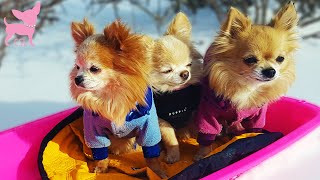 Cute Chihuahua Dogs Riding a Sled and Having Fun in the Snow [upl. by Asinet]