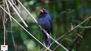 Bicodepimenta Saltator fuliginosus Blackthroated Grosbeak [upl. by Mcgrath146]