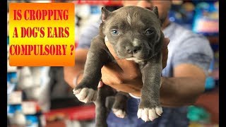 Pitbull  American Bully  Cropping Dog  Puppy Ears compulsory BholaShola  Harwinder Singh Grewal [upl. by Ayekram]