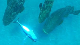 Giant Grouper Eats Inches from Camera  Fishing [upl. by Alesi]