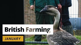 British Farming  12 Months On A UK Farm January [upl. by Ennayelhsa]