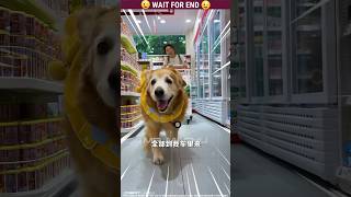 quot SNACKS quot  Micky 🐶 The dog  🐕  Funny  Part262 dog shorts shortvideo malayalam [upl. by Asuncion]