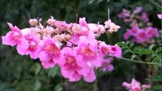 Beautiful Flower  Podranea Ricasoliana  Pink Trumpet Vine  Port St Johns Creeper [upl. by Eirroc]