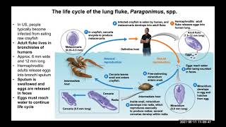 Helminths lecture [upl. by Eseryt]