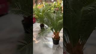 Cycas Artificial Tree Suttle Faux Greenery in Pot Plant [upl. by Nirik990]