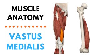 Vastus Medialis  Muscle Anatomy  Joetherapy [upl. by Ahrendt]