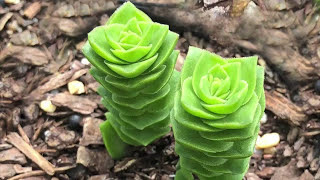 Crassula Varieties including Stacked Crassula Varieties  James Lucas Succulent collection [upl. by Aetnuahs695]