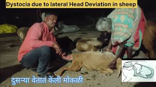 Dystocia due to lateral Head Deviation in sheepdifficulty in Birthलक्ष्मी मोकळी केली [upl. by Heisel]