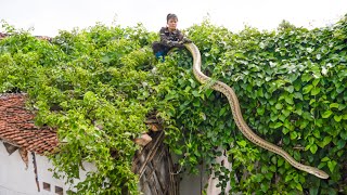 Help elderly man to clean up an abandoned house Encounter big snake which made him fear on the roof [upl. by Elnukeda]