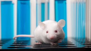 Scientists Watch Activity of Newborn Brain Cells in Mice [upl. by Nielson]