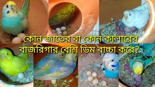 কোন জাতের বা কালারের বাজরিগার পাখি বেশি ডিম বাচ্চা করে  কোন মিউটেশনের পাখি ক্রয় করবেন তা জানুন। দাম [upl. by Atik]